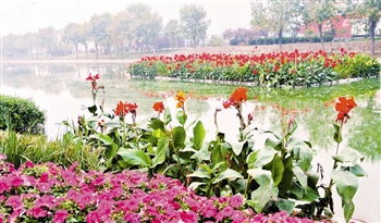 天津:外环河利用人工浮岛水上造景 一举多得