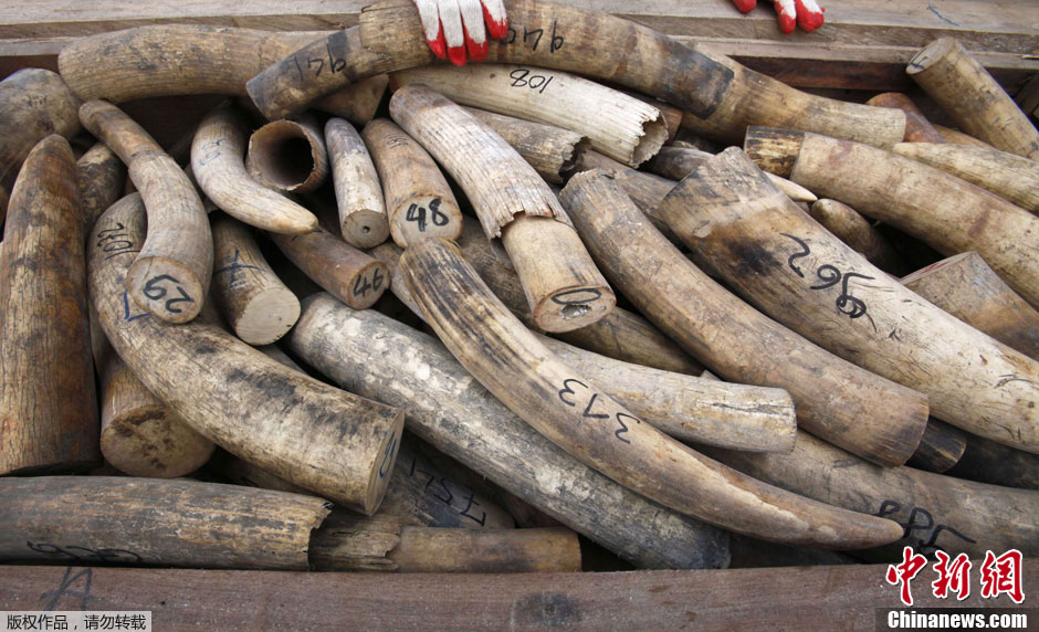 马来西亚海关查获24吨象牙 价值达600万欧元