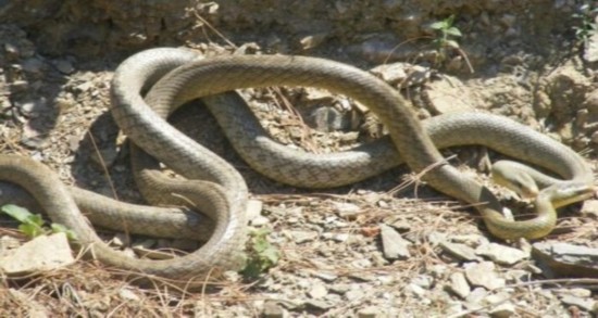 蛇是怎么繁育的过程 1801650958645676775.jpg