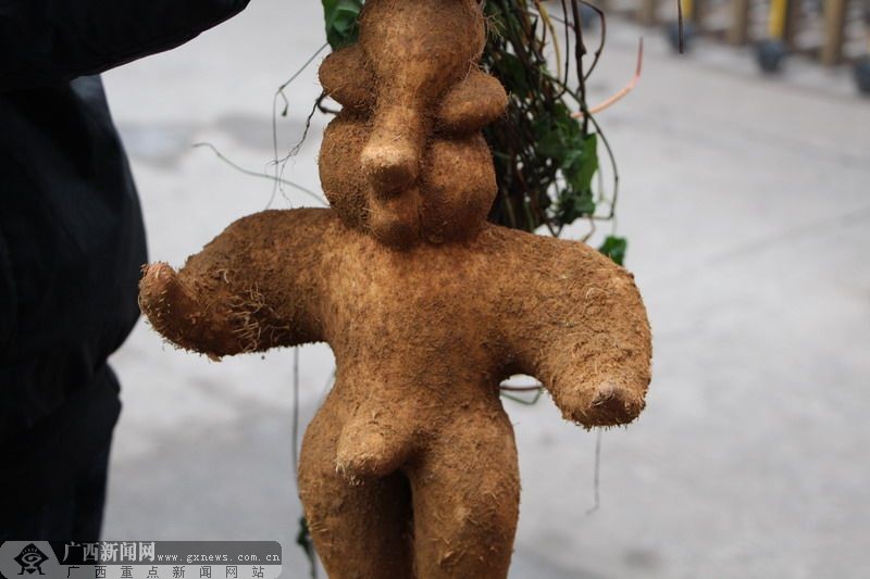 高清:武鸣一村民称挖出人形根 长着