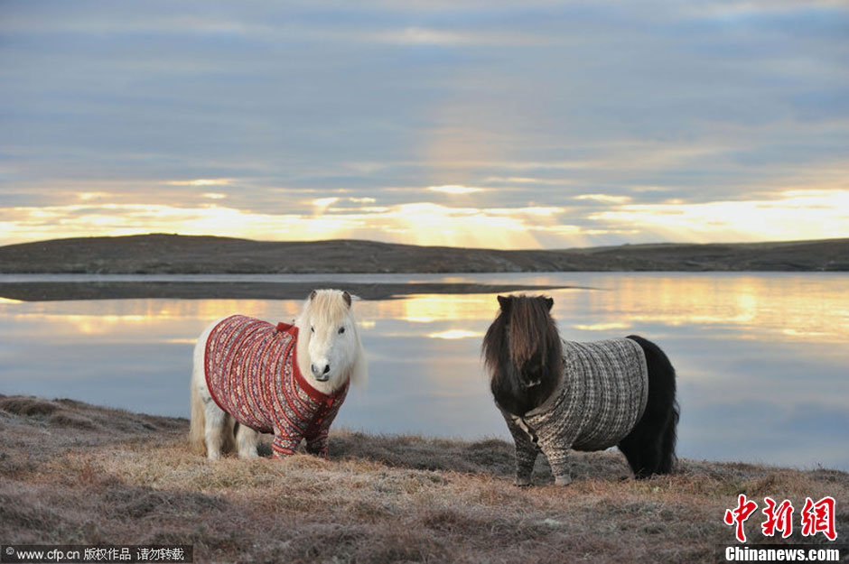 小矮马成苏格兰旅游形象代言 穿毛衫拍照超有