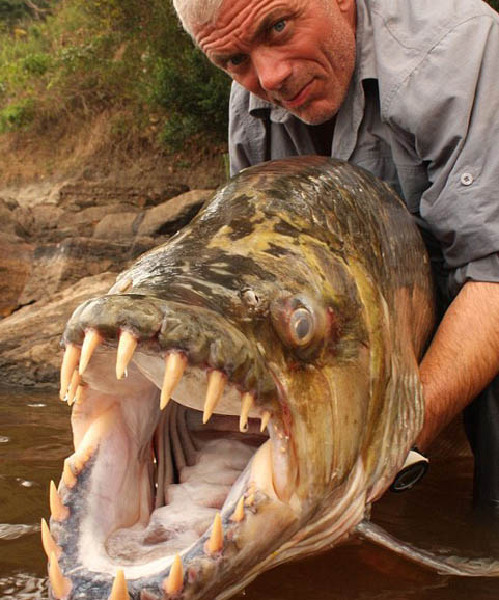 非洲河流里吃人不吐骨头的杀手