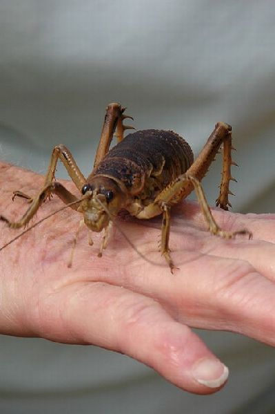 盘点超罕见恐怖巨型昆虫