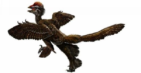 科学家发现始祖鸟有两对翅膀 其中一对长于腿