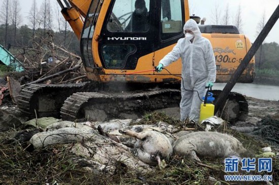 密集饲养的困境--黄浦江死猪事件追踪