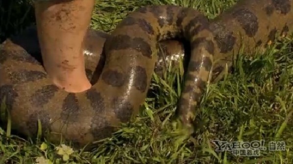 委内瑞拉巨蛇女王捕食和<em>交配</em>过程