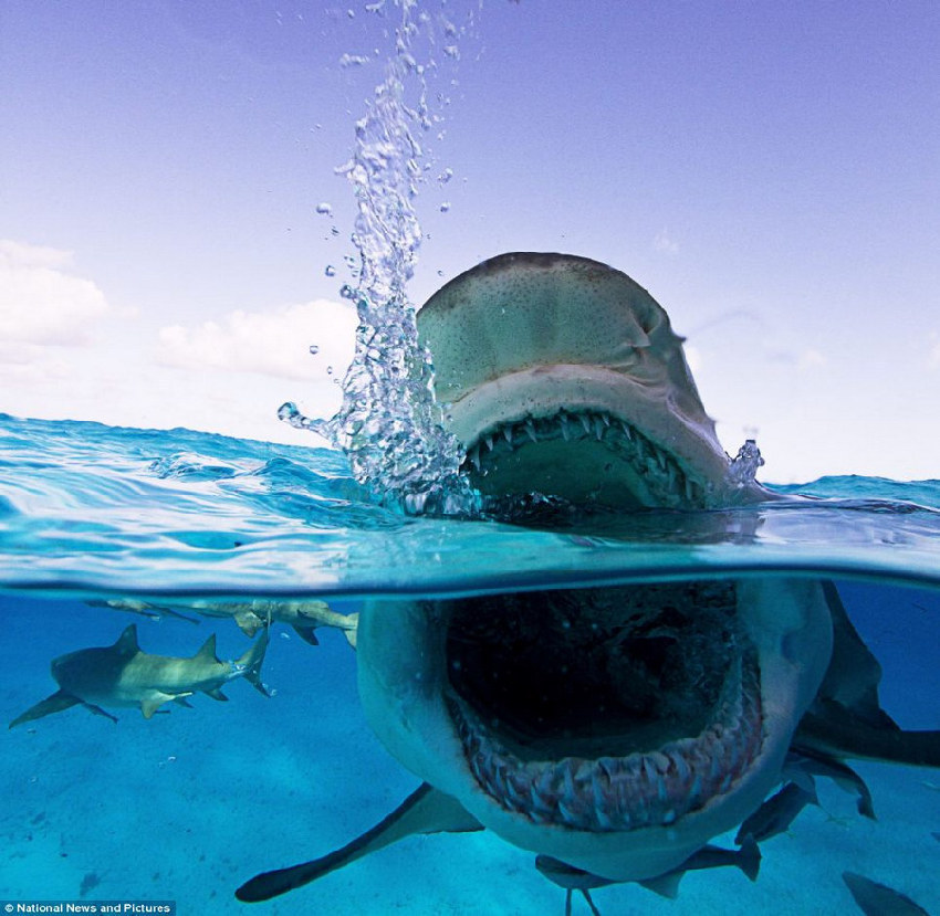 恐怖灰鲭鲨血盆大口捕食惊人一幕