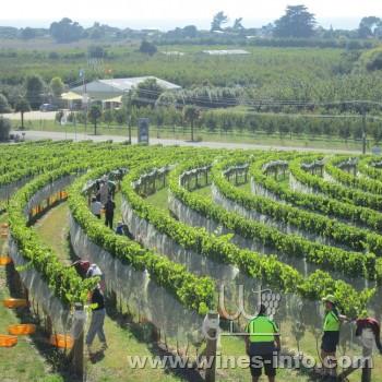 2013年新西兰葡萄酒:史上最佳年份(图)_新闻中