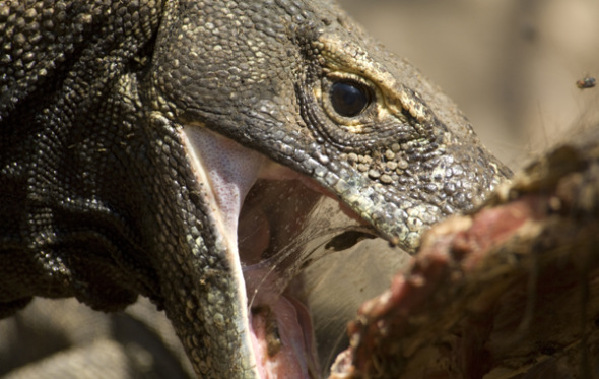 梦境中的神秘生物，解析最近两天频繁梦见蛇、龙与鳄鱼的深层含义