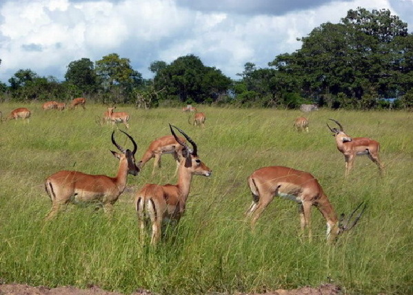 东非大草原 观野生动物"天国之渡"