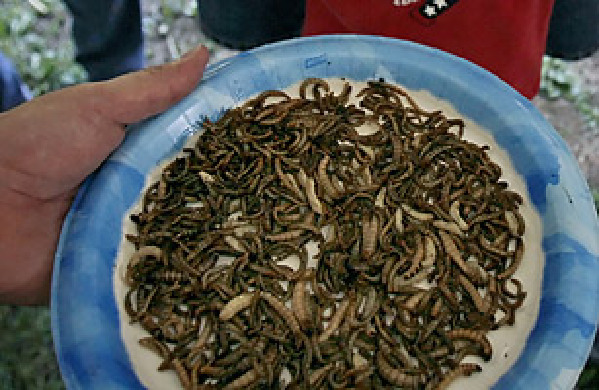 <em>体</em>节<em>美国</em>无头鸡节