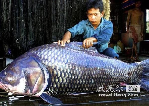 盘点湄公河中的惊人巨鱼:食狗鲶鱼