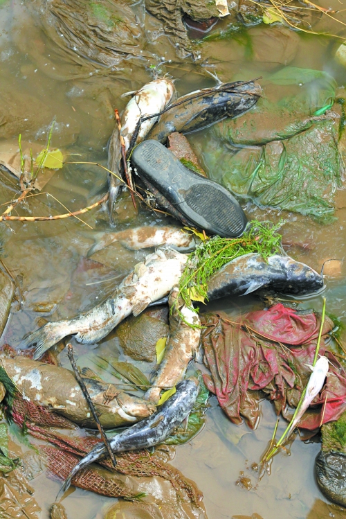 贾鲁河突现大片死鱼 官方称不影响饮水安全