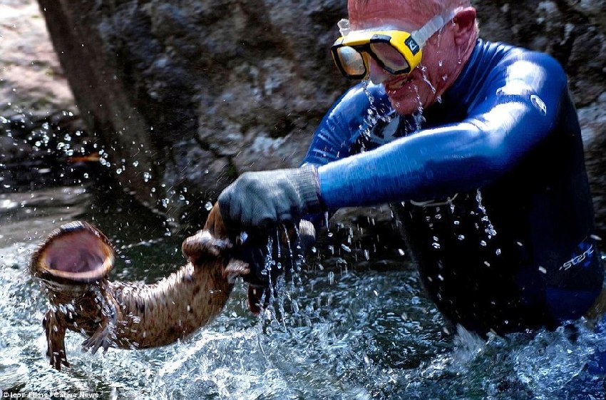  提心吊胆 的动物-