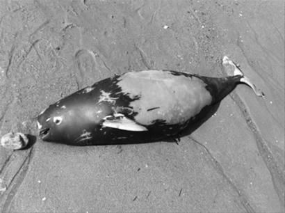 葫芦岛海边发现江豚尸体 市民直问能吃不
