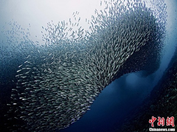 数百万沙丁鱼形成水下龙卷风壮观场面