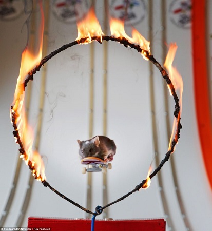 小老鼠成运动健将:能冲浪滑板穿越火圈(图)