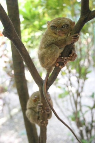 盘点动物抱树搞笑瞬间:眼镜猴身手敏捷(图)
