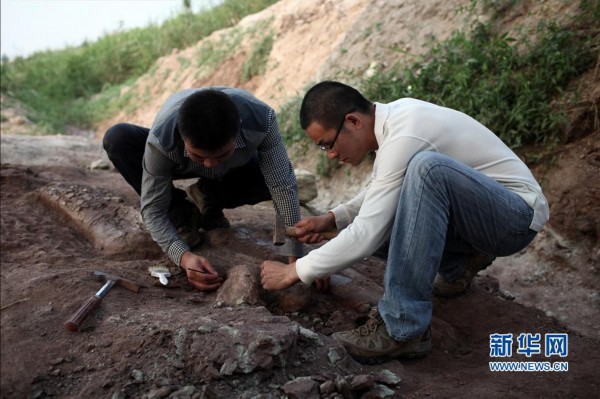 探秘莱阳恐龙化石挖掘现场(高清)_新闻中心_中国网