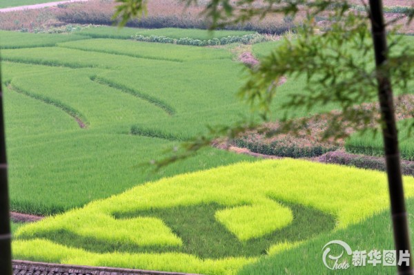 浙江余姚:农民在稻田种出党徽五角星图案(图)