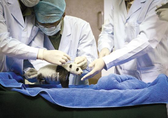 华南地区诞生首只大熊猫宝宝体检结果很健康_