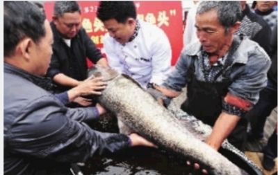 最大剁椒鱼头今日将出锅 已备好直径1.68米大