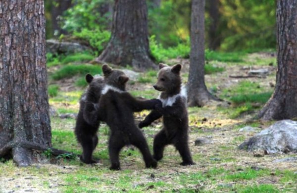 芬兰3只小熊手拉手跳舞被摄影师捕捉(图)