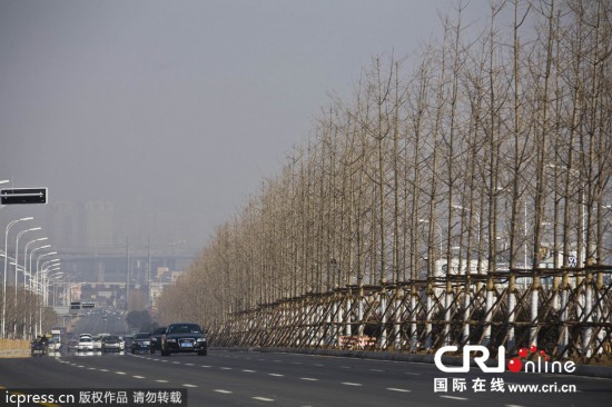 青岛重庆路变 重庆森林 不足1公里种近300株银