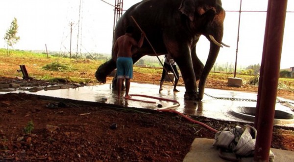 印度大象遭虐受鞭笞视频曝光引众怒_新闻中心