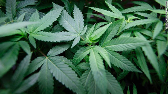科罗拉多州发出美国首个大麻合法化许可证