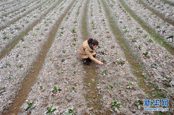 灌阳新圩人口_灌阳油茶