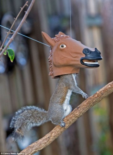 摄影师引松鼠钻入玩具 拍出"马头鼠身"照(图)