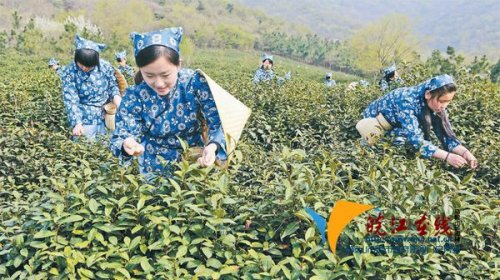 4月1日,在含山县仙踪镇长山茶场,采茶姑娘正在赶采明前茶.