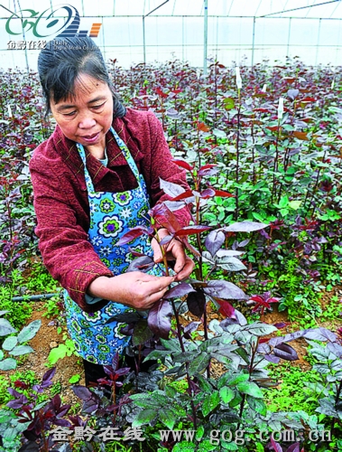 大棚玫瑰花苗怎樣種植