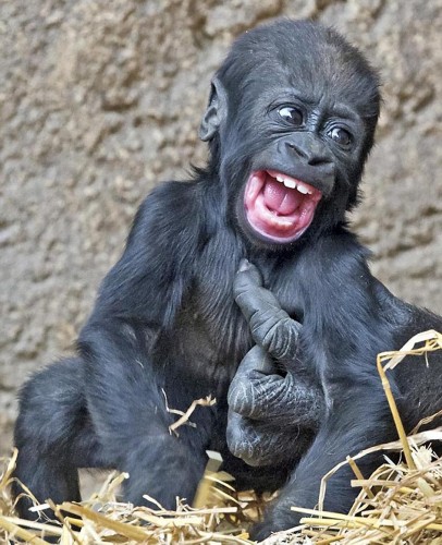 猩猩笑容图片图片