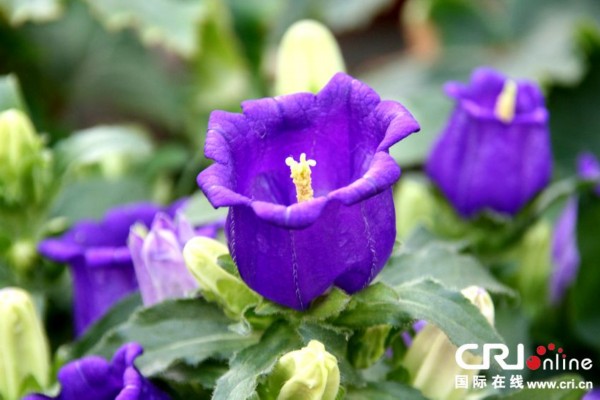 青岛世园会的植物王国--植物馆(高清组图)