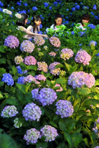高清紫阳花