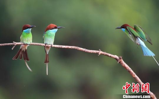 拍鸟摄影叫什么 269651036228110370.jpg