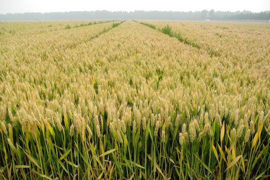 抗高温小麦新品种--中麦895