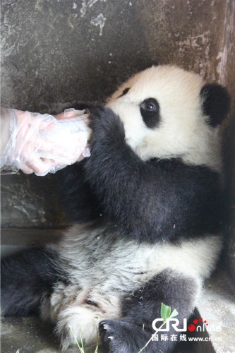 探访熊猫家园--守望地球野外科考之旅(一)