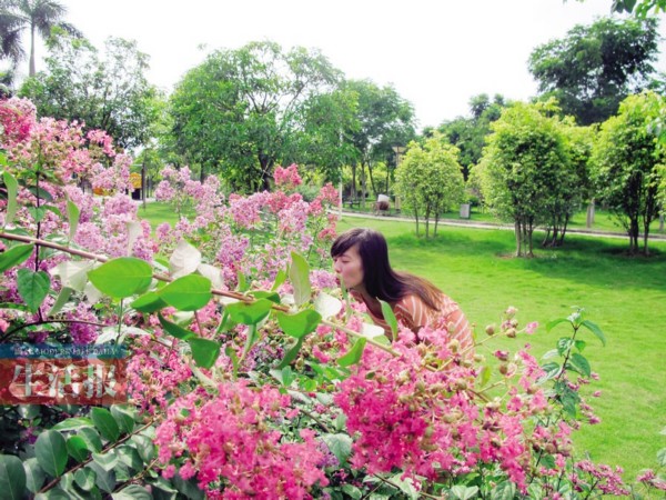 南宁市花卉公园百花怒放 有的品种难得一见(组图)