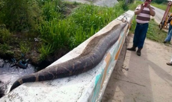 惊人!墨西哥村民打死7米巨蟒扒掉蛇皮(图)_中