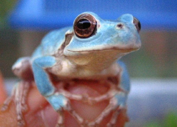 怎么会有白色的青蛙 5331538175634292065.jpg