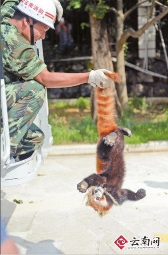 小熊猫越狱溜进小区 民警消防上演大营救