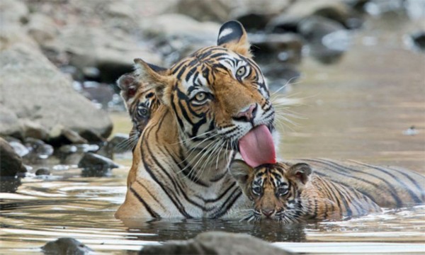 印度孟加拉虎妈带两只幼虎水塘中泡澡避暑(高