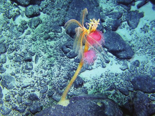 蛟龙号采集艳丽海底生物 科考队员赞太神奇(组图)