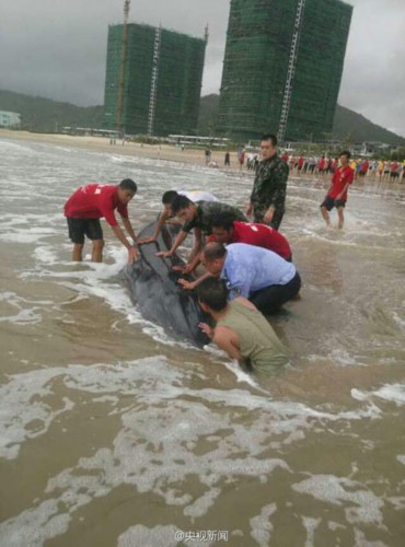 广东重4吨虎头鲸被台风吹上阳江沙滩