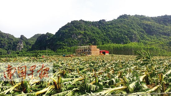 广西香蕉主产区因台风憔悴 秋季市场恐变惨绿