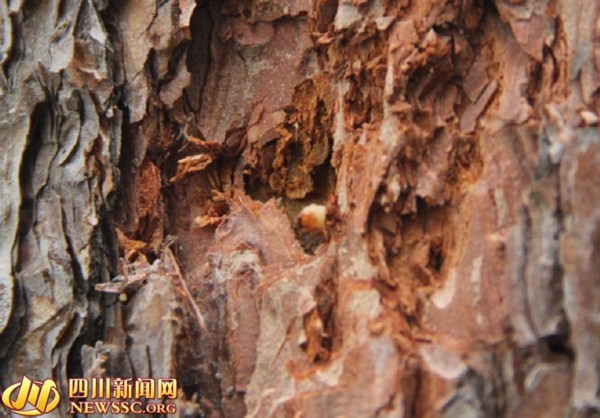 都:生态护林以虫治虫 川硬皮肿腿蜂PK松墨天牛