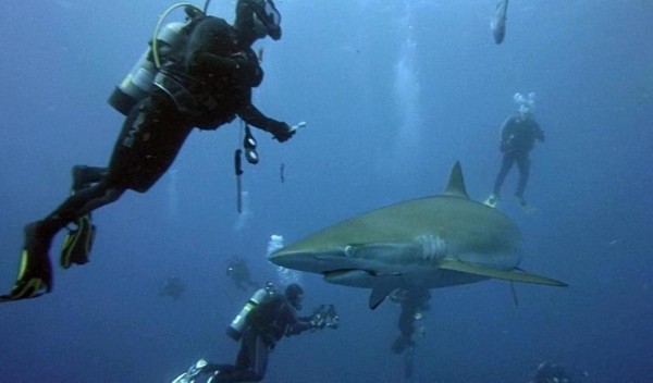 鲨鱼夹的危险之处 2359919520470551327.jpg